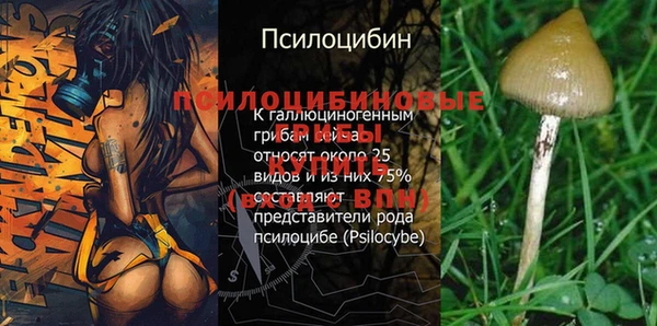хмурый Белокуриха